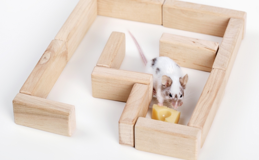 Leadership Lessons from Who Moved My Cheese