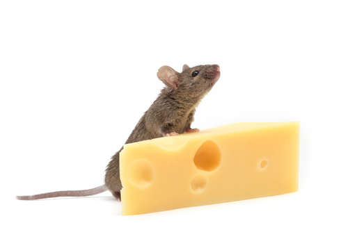 Who Moved My Cheese?